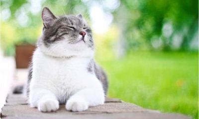Cats-Quotes