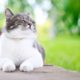 Cats-Quotes