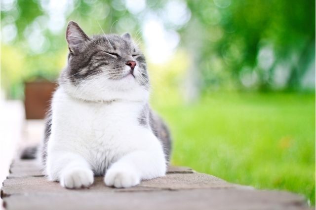 Cats-Quotes