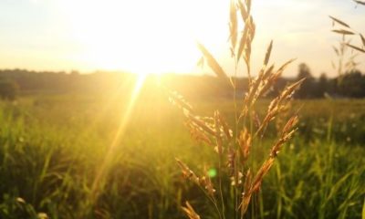 Sunshine-Quotes