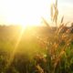 Sunshine-Quotes