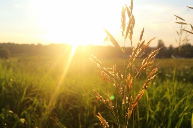 Sunshine-Quotes
