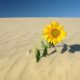 survival-quotes