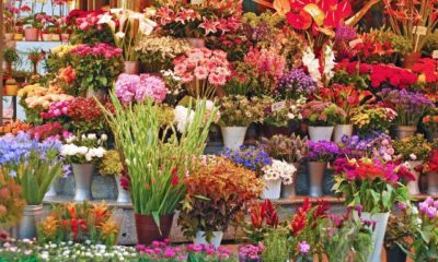 Ultimate Guide on Choosing Flower Gifts for Any Occasion